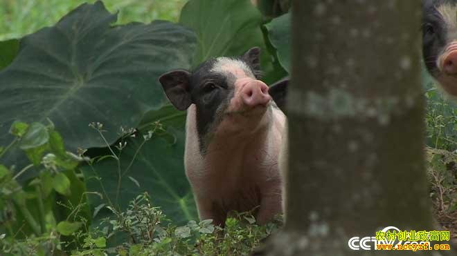 �¸�����ץס�������ĲƸ�