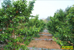 ɽ������������Ȩ������ֲ���������¸�·