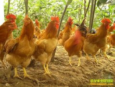 �Ĵ��80������������������˳����������¸�·