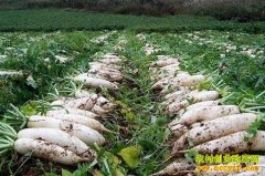 �㶫������ũ��ƹ�����ֲ�ܲ���׬12��