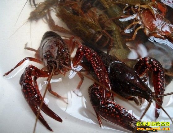 С��Ϻ�۸��¸�