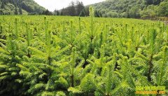 ��ľ�۸����,��������ƭ��