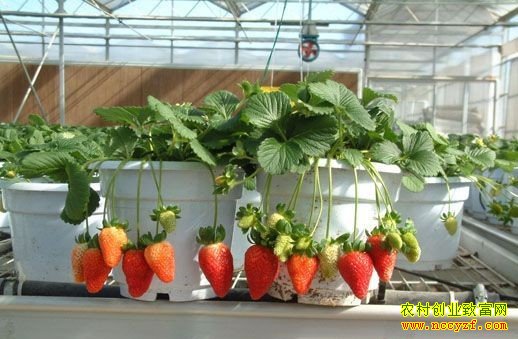 ��̨���Բ�ݮ����ֲ����