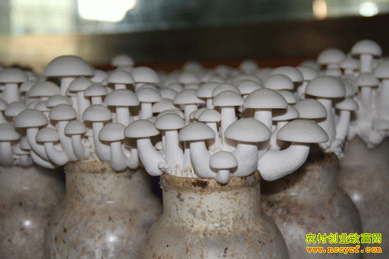 ����ʳ�þ�����