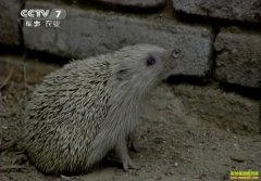 [ũ�����]��Ȧ�������Ĵ��