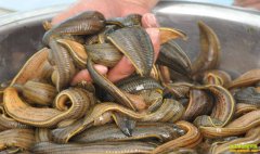 ��ֳ�¸���Ŀ������ˮ������ũ��ˮ���¸�