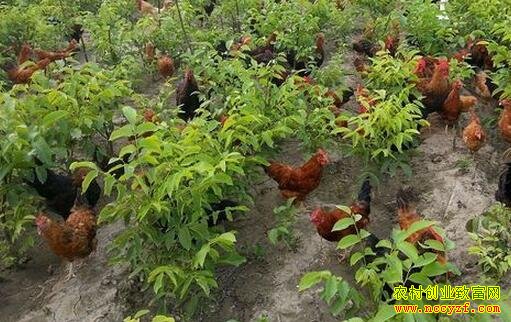 ������������,����ɢ������Ч���