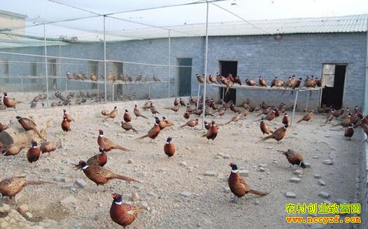 ��һ��С���߲�ɽ����ֳ����ҪͶ�ʶ���Ǯ