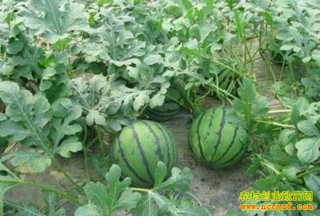 ��������˫Ĥ����������Ч���