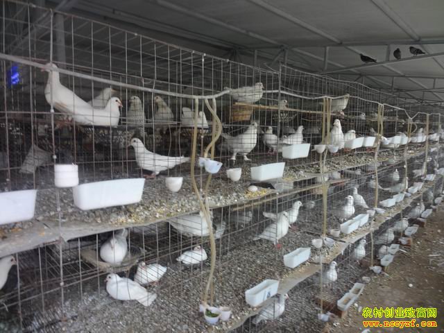 ���������ά�����Ƿ��������ӳ����¸���ͷ��