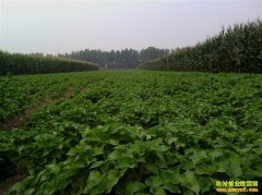 [ũ�����]���Ȳ����༼����Ƶ