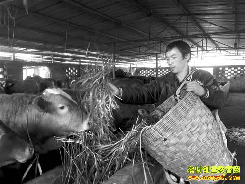 ����ᶼ¡Ӧ����ţ��ë����36��