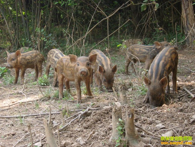 ������Ұ��׬Ǯ��Ұ����ֳ����������