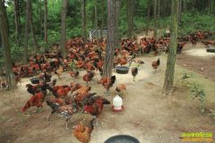 ������ֳЧ�棺ɢ�������ĳɱ���������ϸ����