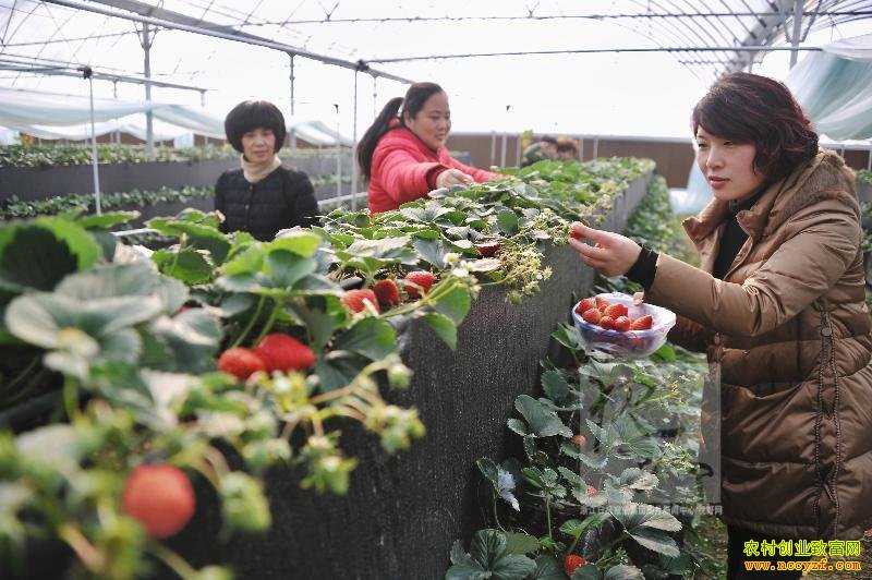 �취��һĶ����Ģ�����ֲ�ݮ����10��