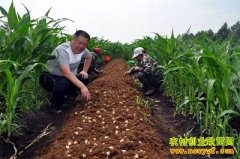 ���׵�����ʲô����ߣ����׵���Ģ��Ķ������6200Ԫ