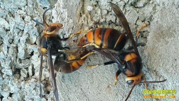 ��ÿ��ũ����Σ�ղƸ� ��ɽ��Ѱ�ҡ�ɱ�˷䡱