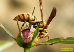 [�Ƽ�Է]�㶫��ɽ�Ƹ��ܲ˵�������ɱ�˷䡱