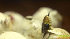 [��ɫʱ��]����׬Ǯ��,��������:�����������Ӻ�������Ƶ