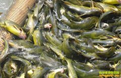 �¸�����Ŀ����ֳ�����һĶ��׬�߰�ǧ