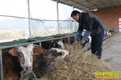 ��ţ׬Ǯ�����ɹ�������ţ�ÿ��¸���