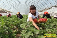 �����ֲ�ݮ׬Ǯ����ֲ�����ݮ��ժЧ��ɹ�