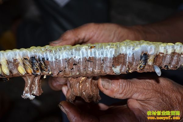 ������׬Ǯ�����ϵº��������ƽ����Խ�����������¸�