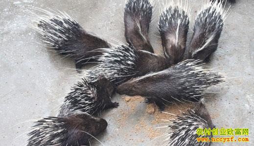 ������ֳǰ����Ч�����