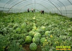 [ũ�����]���������ӽ����ּ�����Ƶ