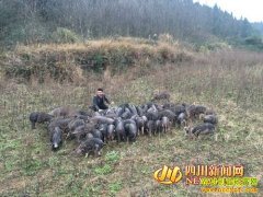 �Ĵ�����ʱ���ϰ�����������ɽ������������ƶ�¸�