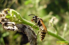 [ÿ��ũ��]ɱ�˷���ֳ�Ƹ��������������ɱ�˷䡱