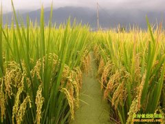 [�Ƽ�Է]�㶫��׻���������ֳ�����ˮ����