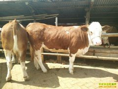 ��ţ׬Ǯ��ũҵ��ҵţ��������������ţ�¸�Ч����