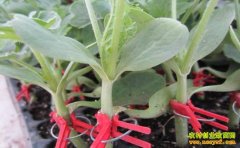 [ũ�����]���϶ϸ��޽Ӽ�����Ƶ