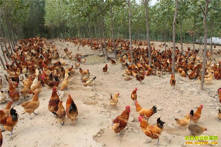 ��ֳ5000ֻ��Ͷ��ɱ�����ֳЧ�����