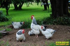 ɢ����ѡ��ʲôƷ�ֺã�