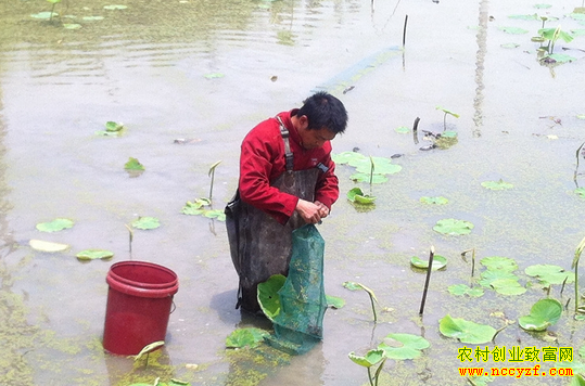 ź��������Ϻ��ũ��ÿĶ������8000Ԫ