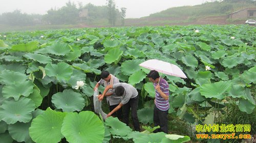 ź��������Ϻ��ũ��ÿĶ������8000Ԫ