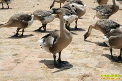 ���������������������ʮ������Զ��׬Ǯ