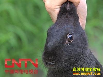 �л�����