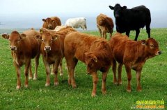 2016����ֳ��ţǰ����������ţ��ֳ�Ѹ�����