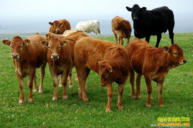 2016����ֳ��ţǰ����������ţ��ֳ�Ѹ�����