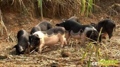 [�¸���]����¡�ְ��嶯С����¡�������Ƹ���Ϯ