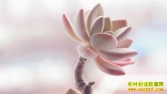 ��ֲ����ֲ��׬Ǯ�𣺶���Ͷ���Ȼ��ܻ���