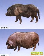 [ũ�����]�ɻ�������ֳ����