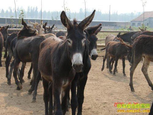 ��¿������ͳɱ�����