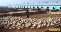 ��Ѽ׬Ǯ:���Ϸ�������ͷ��Ѽæ��Ѽ��Ч��9000����Ԫ