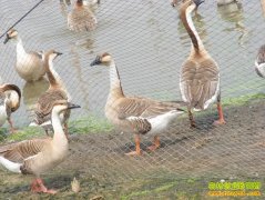 ������������������ֳ����һ��ӯ��������