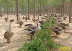 ������׬Ǯ���Ĵ��㰲�������������ֳ�����������¸�