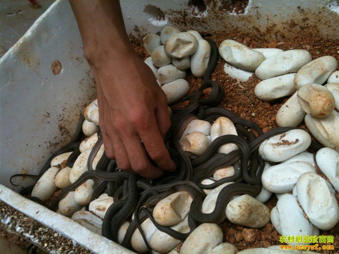 ����׬Ǯ������ǰ�����������߳ɱ����������